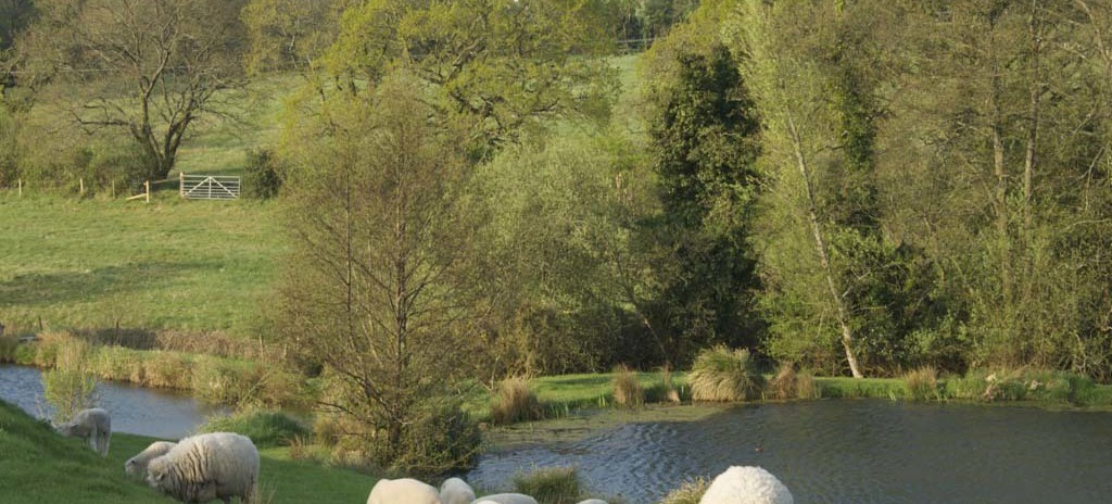 Our contented sheep...