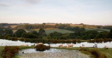 Sheep grazing at Dusk
