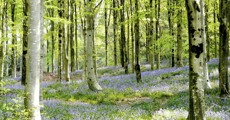 Bluebell carpet in Hooke woods