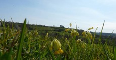 Cowslips in Kingcombe Meadows
