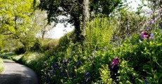 Colourful hedgerow lane to Powerstock