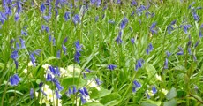 Mary Well lane bluebells and primroses