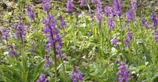 Early purple orchids